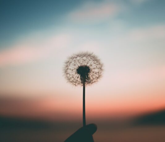 최근 트렌드를 따라가는 이들, 명상으로 마음을 관리하는 이유 person holding dandelion flower