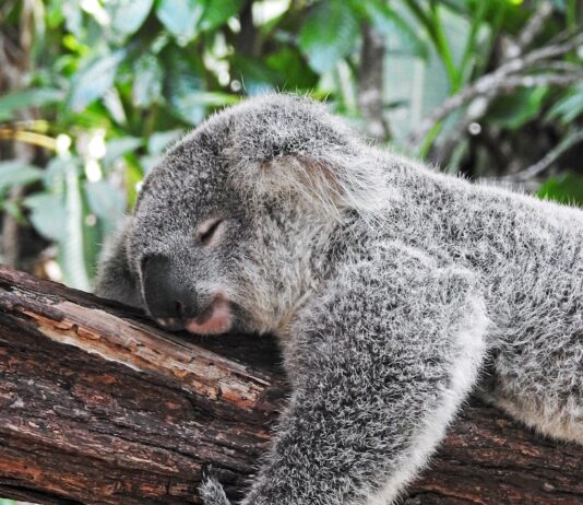 만성피로에 시달리는 현대인, 원인과 극복 방법은? koala bear sleeping on tree
