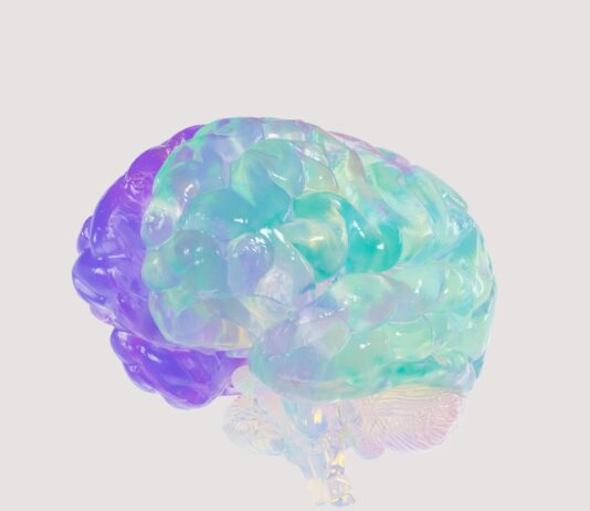 2030 뇌건강 트렌드, “웰에이징 시대 뇌도 관리가 필요하다” a close up of a plastic model of a human brain