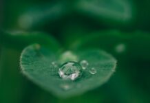 ‘마음의 근육’ 키우는 마인드풀니스, 집에서 시작하는 마음 건강 루틴 green leaf with water drops