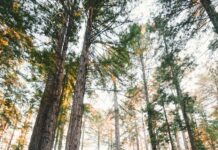 하루 10분 ‘마음 챙김 명상’, 바쁜 한국인의 새로운 건강 습관으로 떠오르다 woman walking near plants and tall trees during daytime