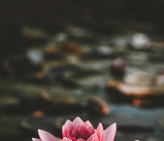 “마음 챙김 명상, 현대인의 건강 동반자로 떠오르다” pink and white lotus flower