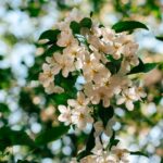 “뇌건강, 일상 속 작은 루틴에서 시작하세요” Sunlit white apple blossoms against a blurred green background.